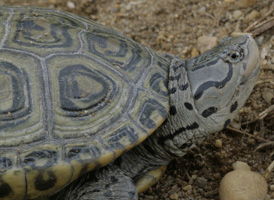 Diamond-backed Terrapin